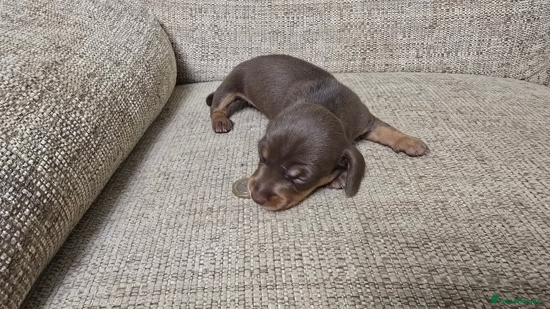 Miniature Dachshund dogs for sale: Miniature dachshund Puppies  - Advert 4