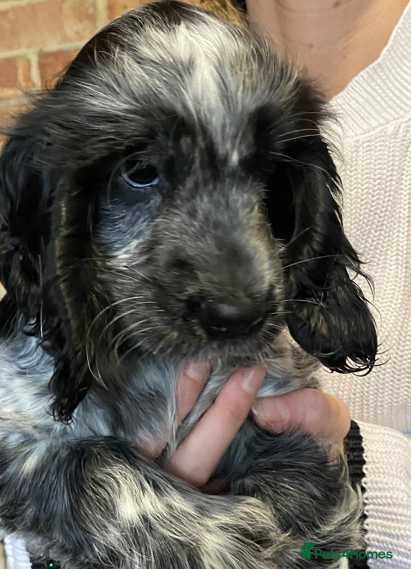 Cocker Spaniel dogs for sale: Blue roan cocker bitch puppy  - Advert 1