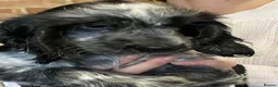 Cocker Spaniel dogs for sale: Blue roan cocker bitch puppy  - Advert 1