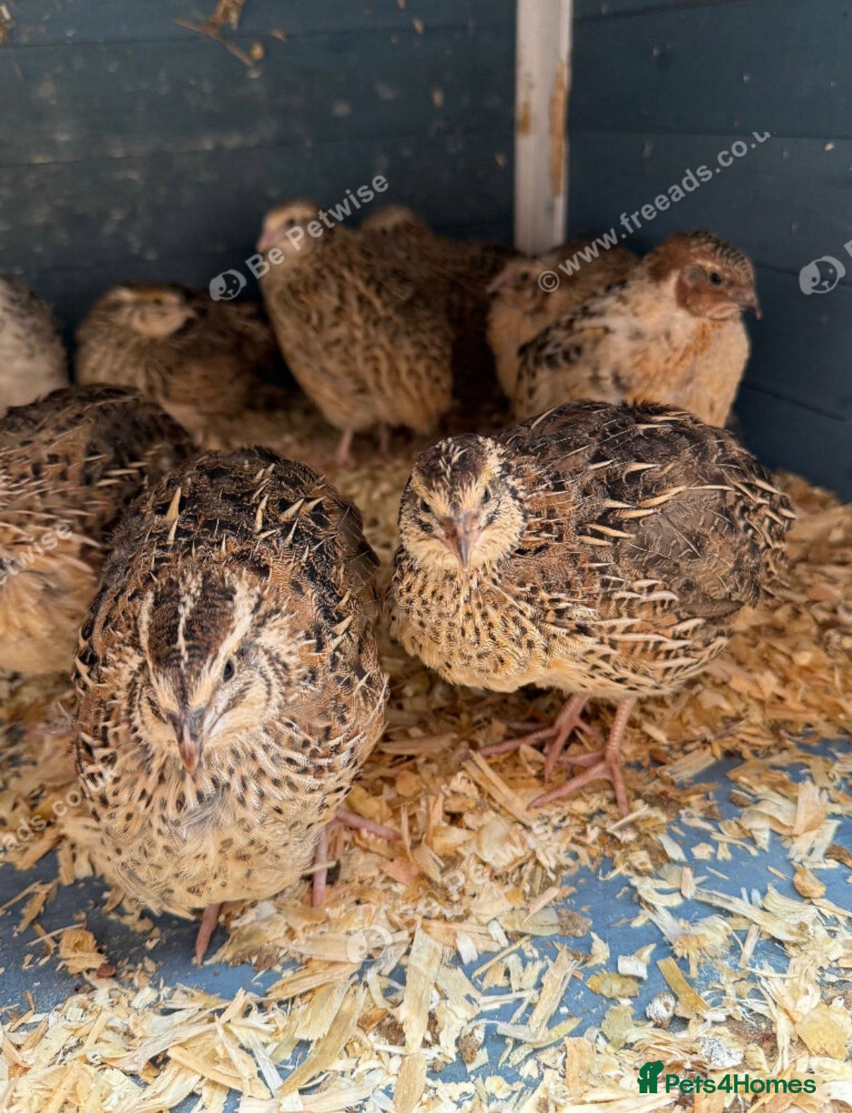 Quail poultry Japanese Quails  - Advert 5