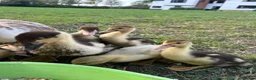 Ducks poultry for sale: Muscovy ducklings  - Advert 2