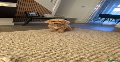 Mixed Breed dogs - Advert 16