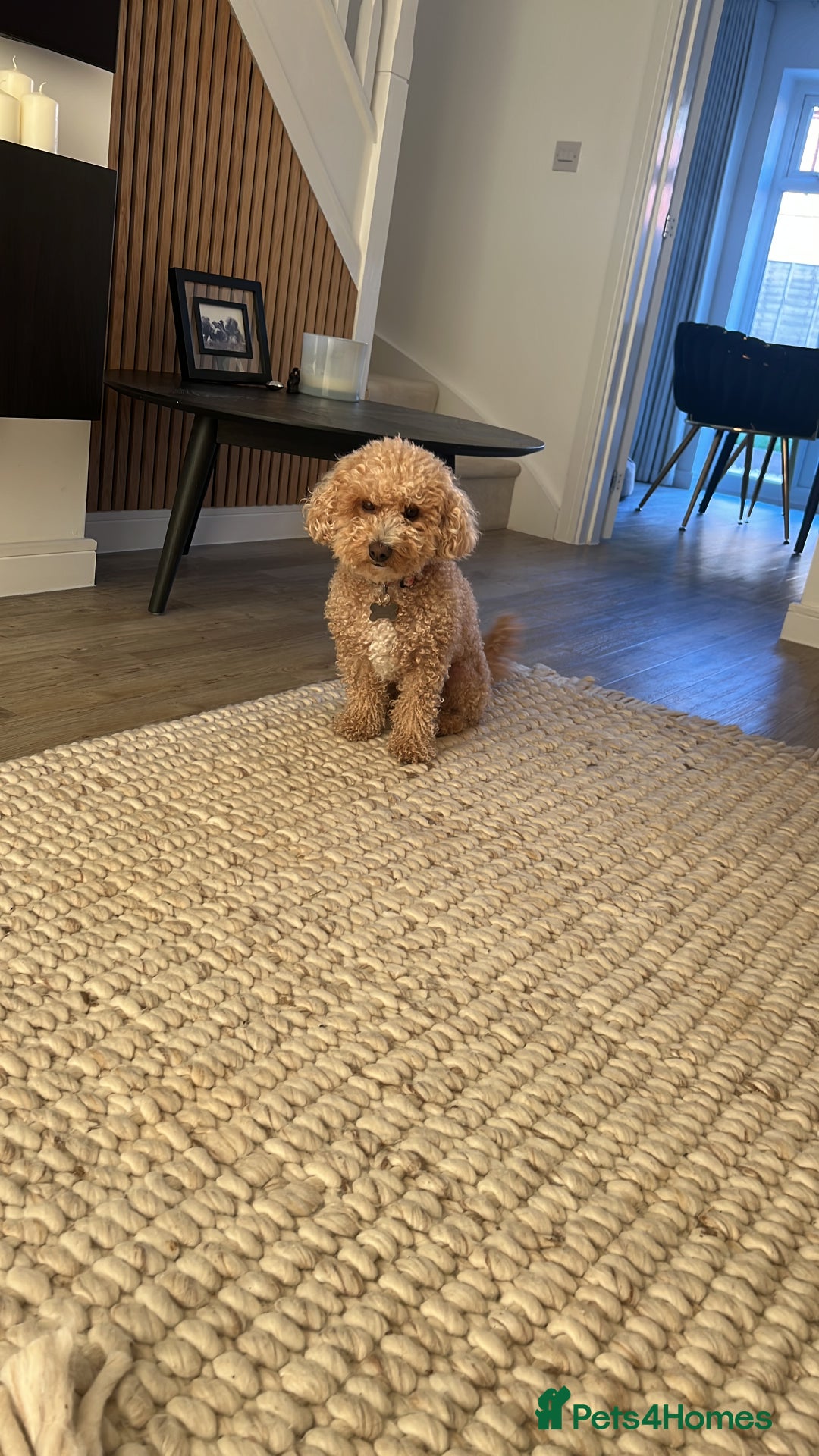Mixed Breed dogs for sale: Cockapoochon Puppies due - Image 2