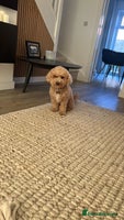 Mixed Breed dogs - Advert 16