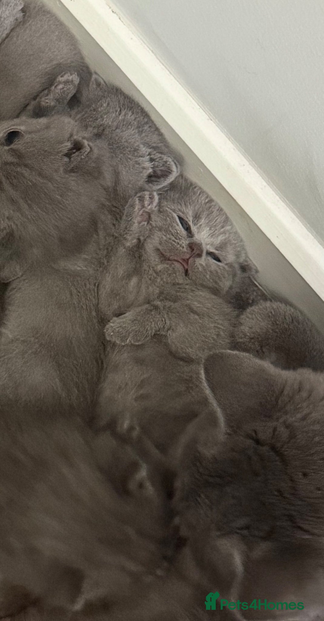 British Shorthair cats pedigree kittens  - Advert 1