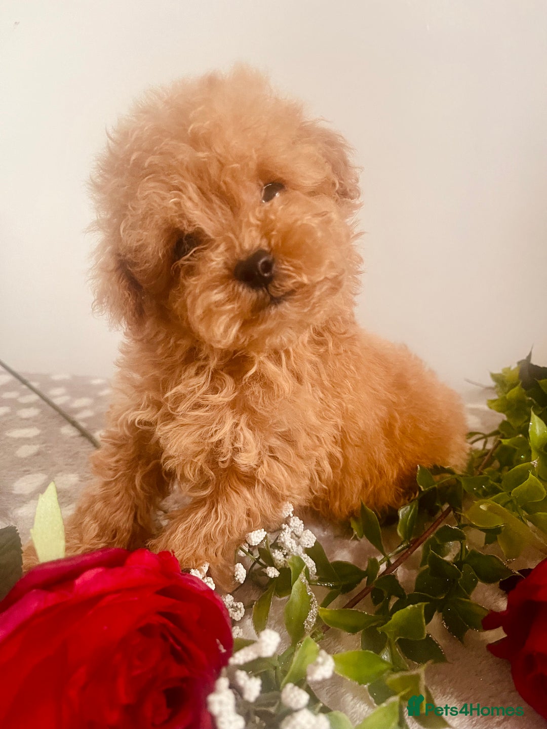 Maltipoo dogs for sale: 🐾 Two F1 Toy Maltipoo Boys Available 🐾 - Advert 4