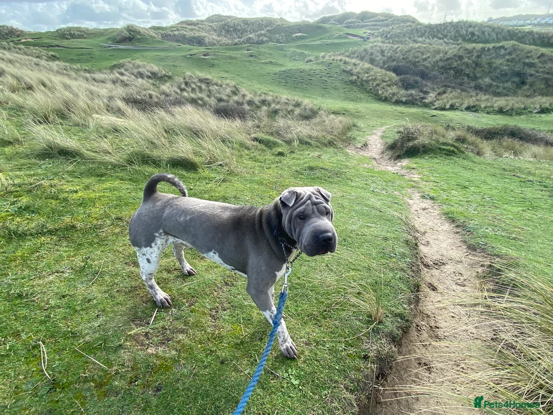 Shar Pei dogs for stud: Proven shar pei stud - Advert 1