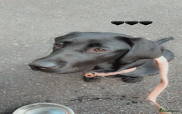 Labrador Retriever dogs for sale: Labrador retriever  - Image 7