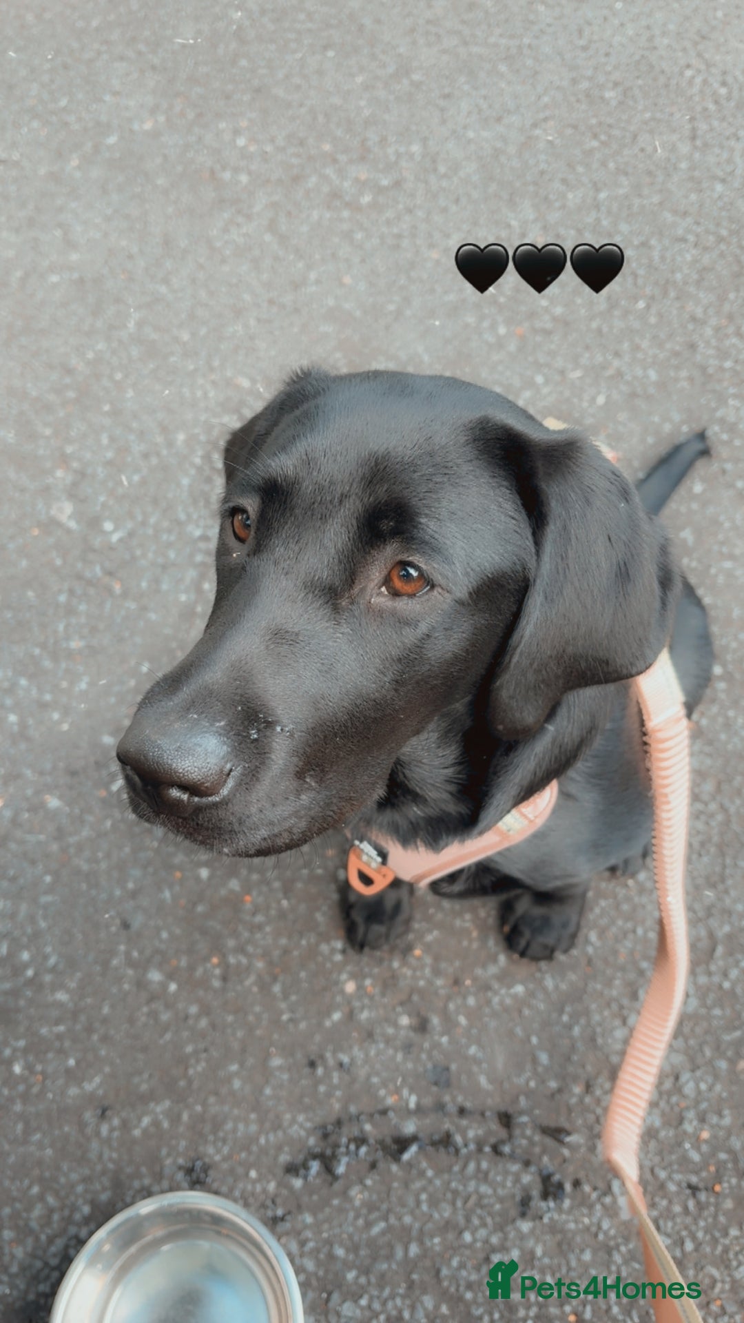 Labrador Retriever dogs for sale: Labrador retriever  - Image 7