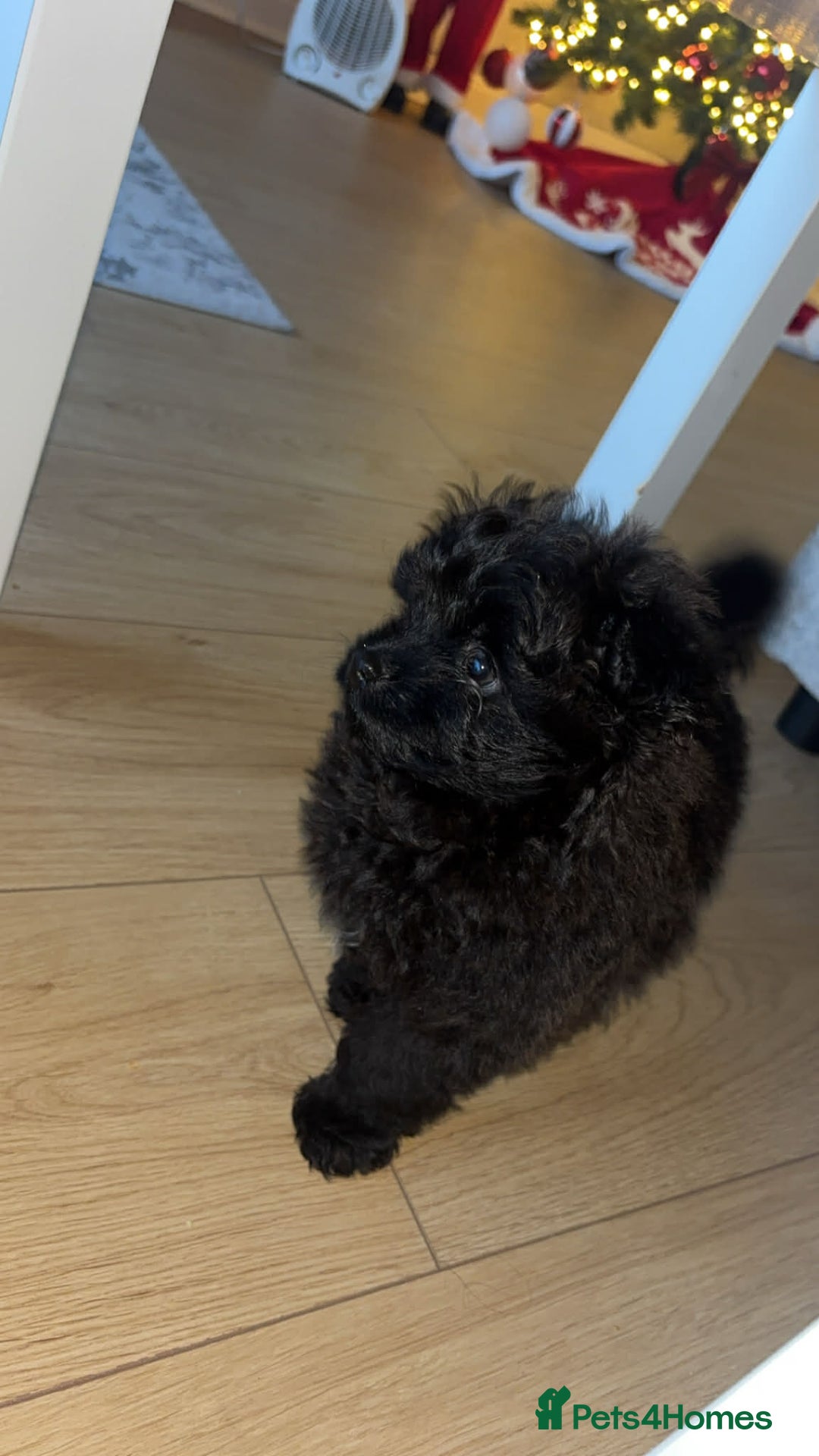 Pomapoo dogs for sale: Pomapoo - Advert 6