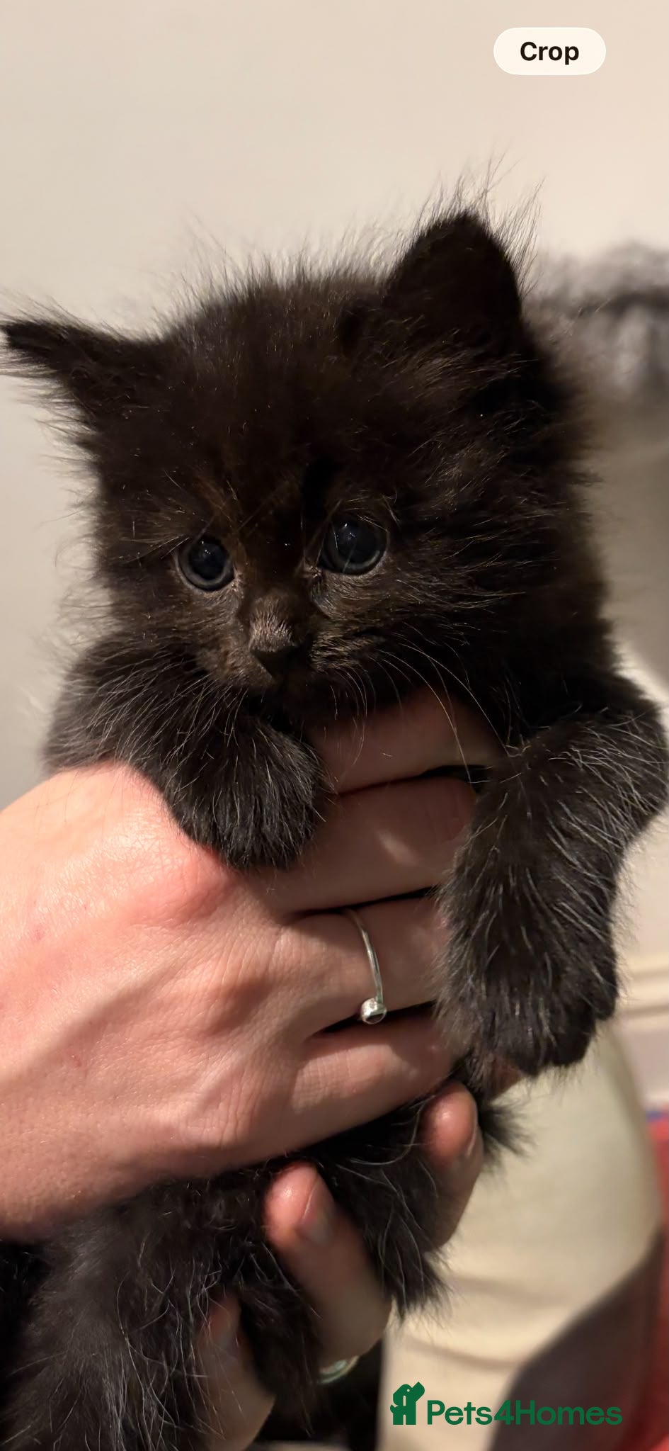 Mixed Breed cats Ragdoll Mix Kittens  - Advert 2