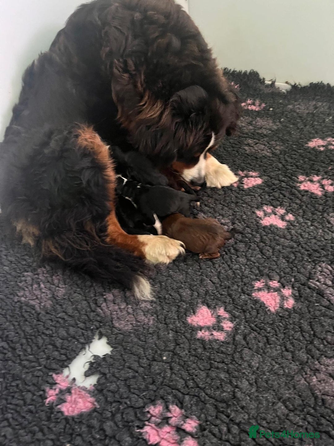 Bernedoodle dogs for sale: 3 f1 standard bernedoodles puppies  - Advert 2