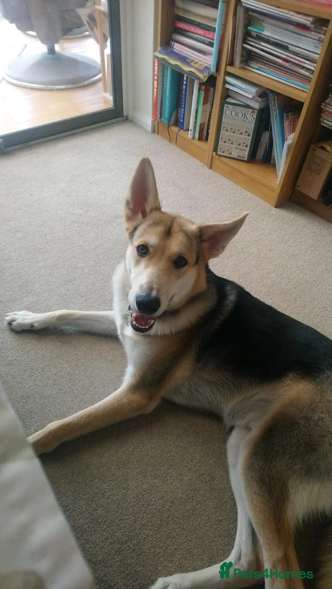 Golden Shepherd dogs for sale: Sweet boy needs more playtime - Advert 1