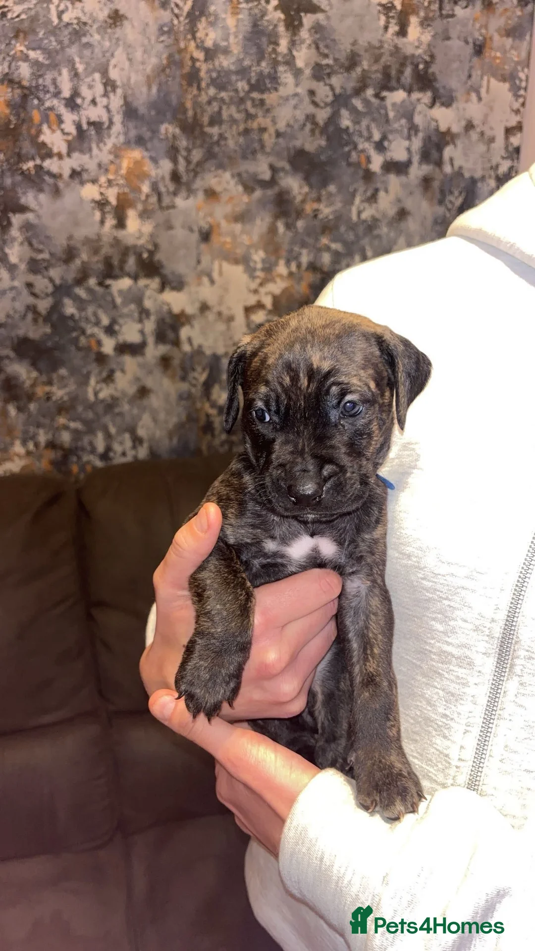 Mixed Breed dogs for sale: Stunning Cane Corso x Presa Canario Puppies  - Advert 16