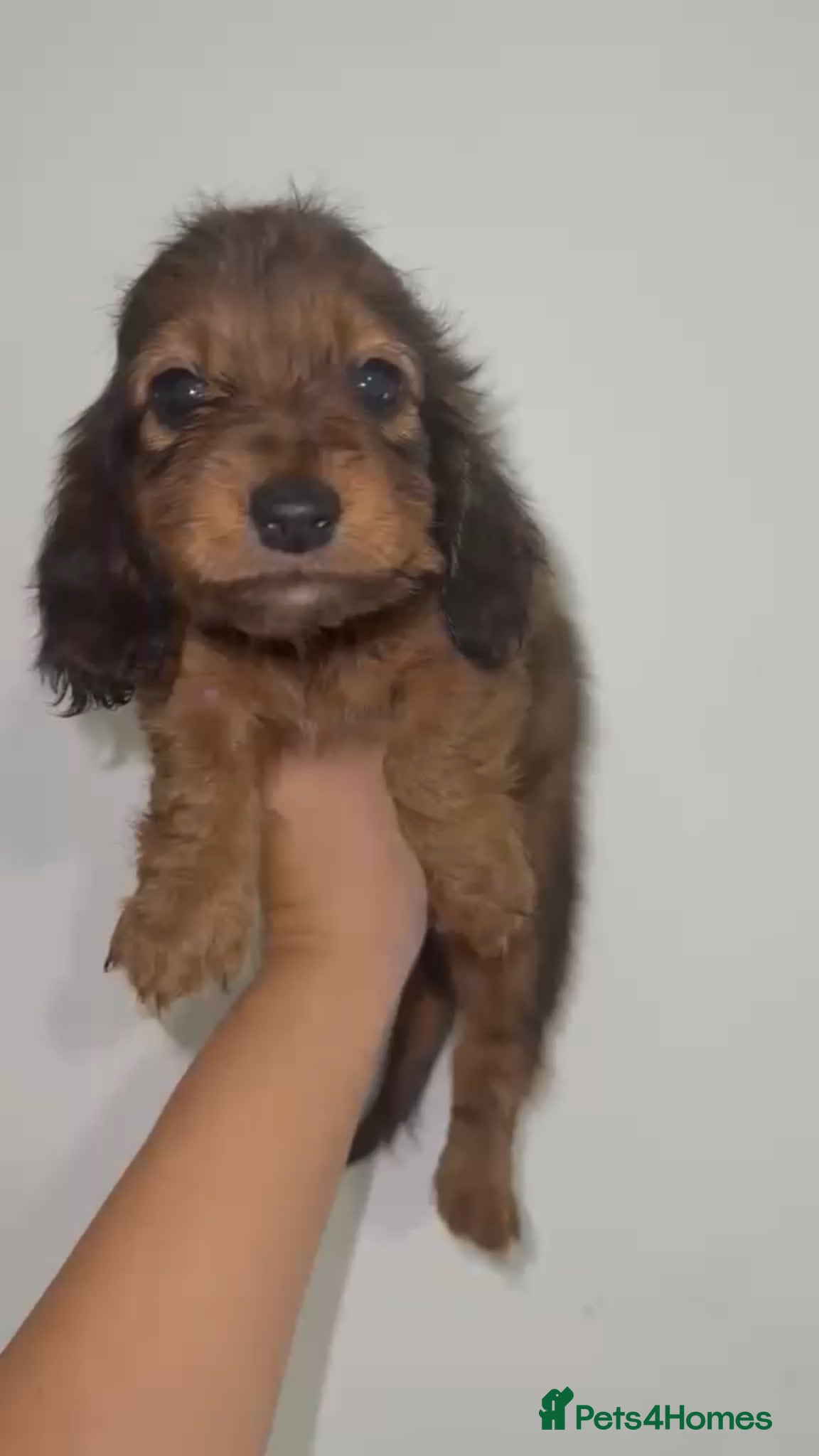 Miniature Dachshund dogs Stunning full fluffy miniature dachshunds - Advert 2