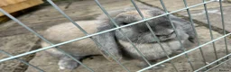 French Lop rabbits for sale: Blue Tort French Lop doe  - Advert 4