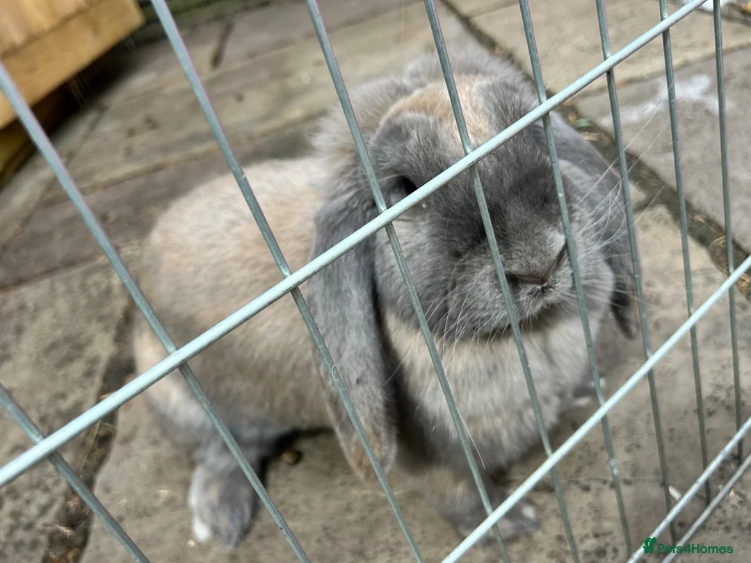 French Lop rabbits for sale: Blue Tort French Lop doe  - Advert 4