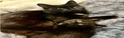 Mixed Breed cats for sale: Beautiful tuxedo kittens  - Advert 2