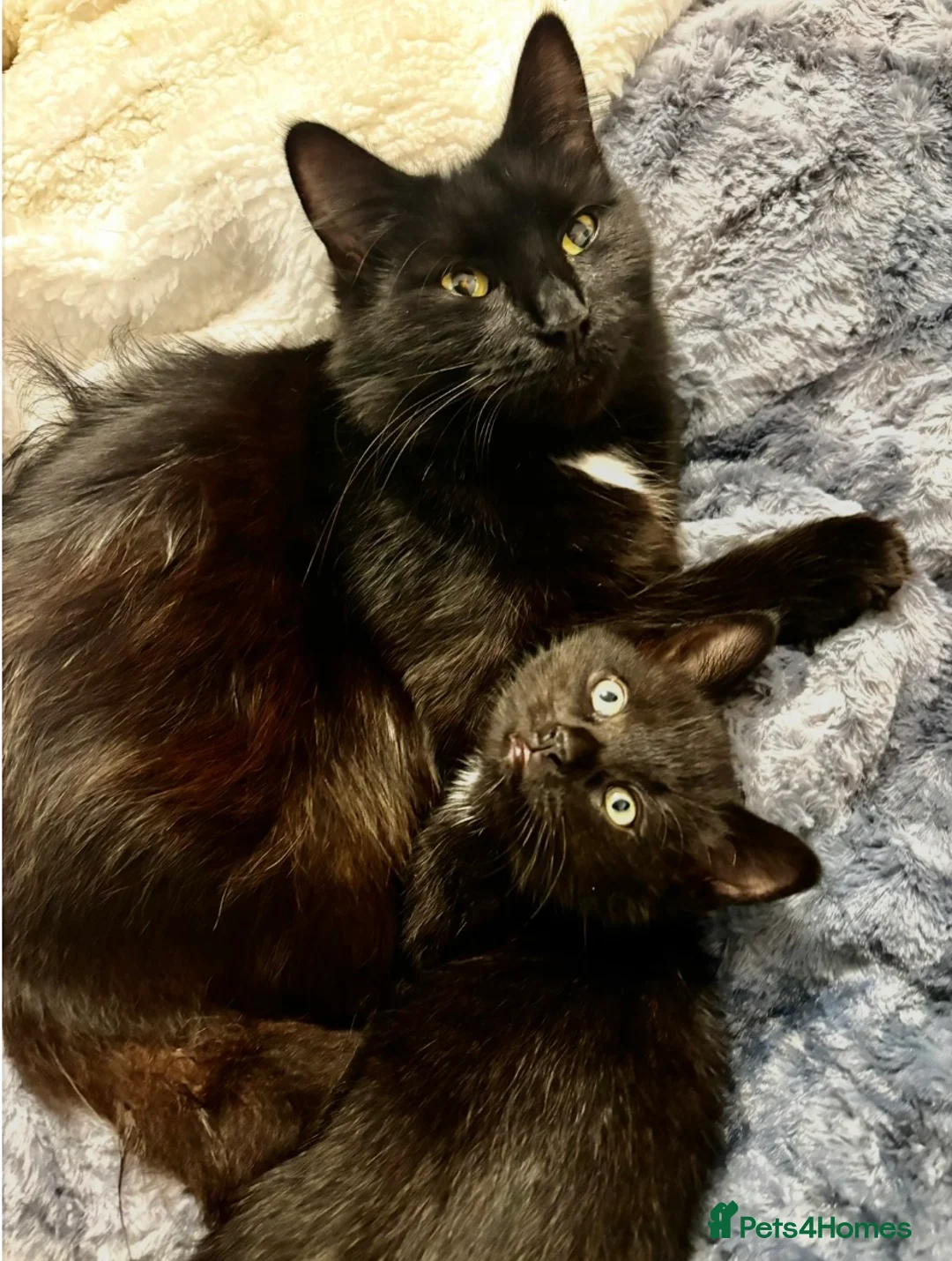 Mixed Breed cats for sale: Beautiful tuxedo kittens  - Advert 2