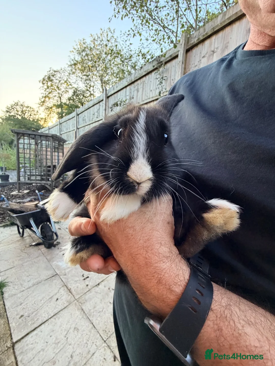 Mixed Breed rabbits for sale: Baby lop rabbits available  - Advert 2