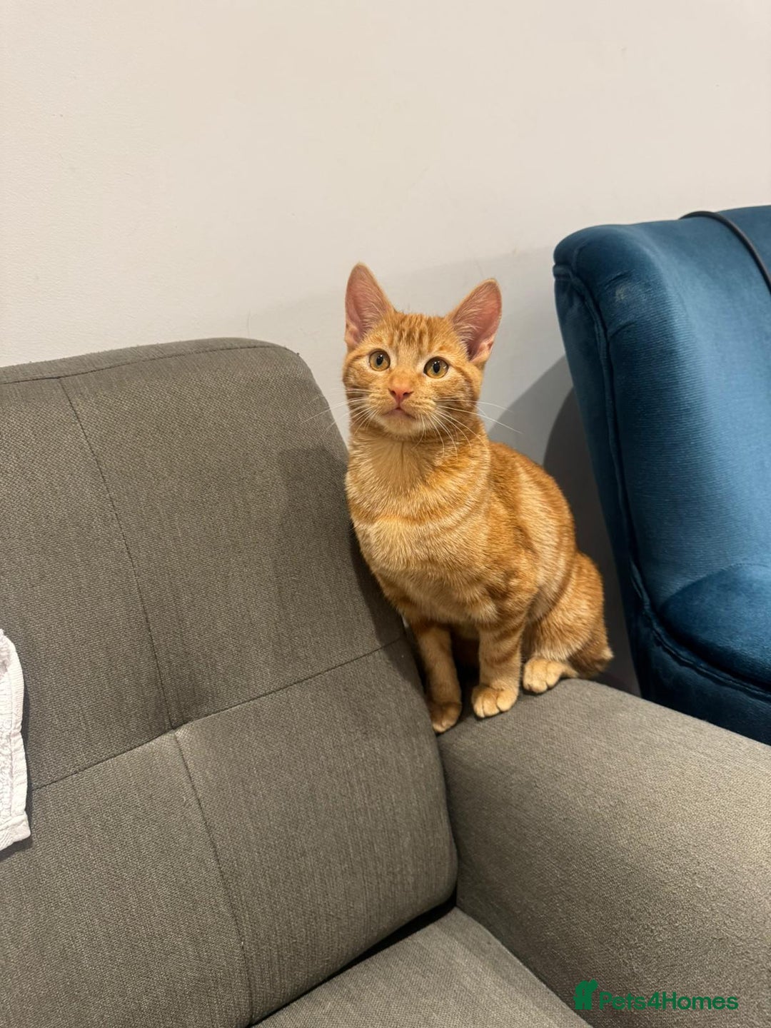 American Shorthair cats for sale: Ginger female - American shorthair - Advert 5