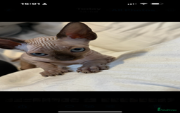 Sphynx cats for sale: sphynx canadian kittens ready to leave now  - Image 22