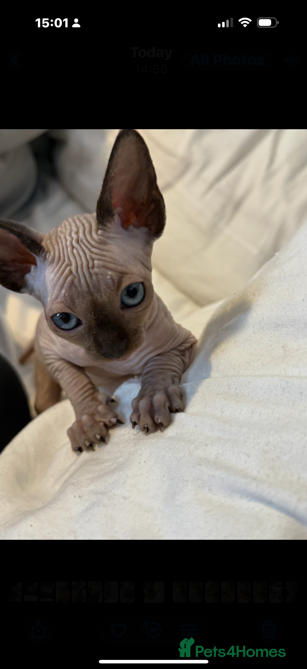 Sphynx cats for sale: sphynx canadian kittens ready to leave now  - Image 22