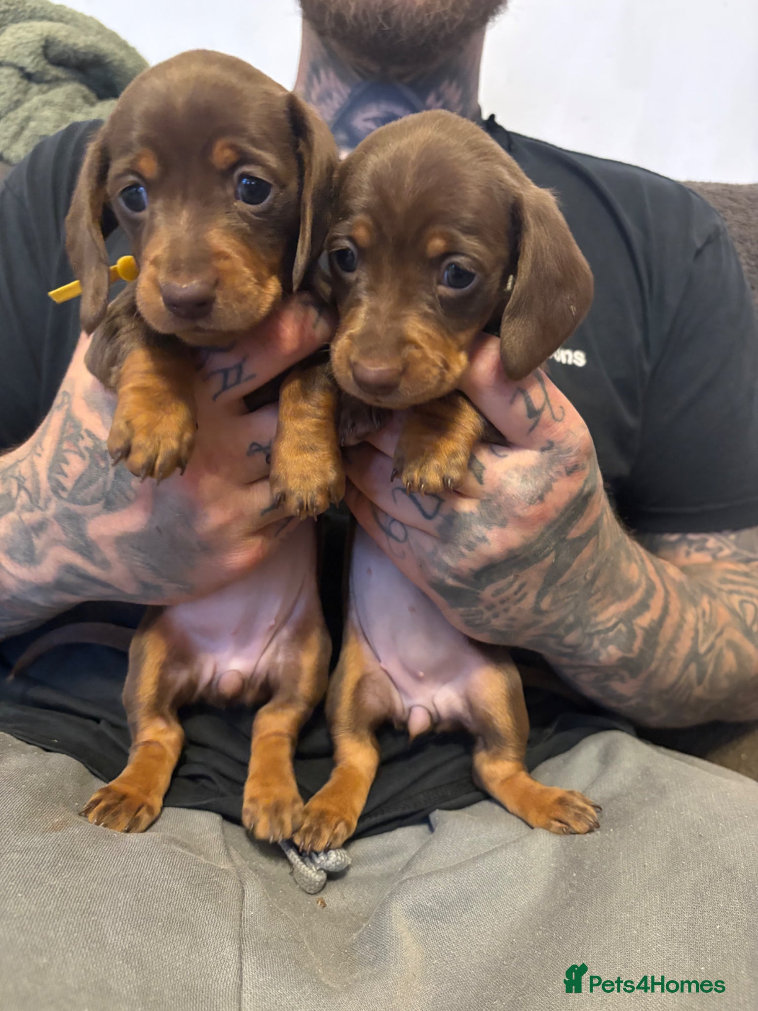 Miniature Dachshund dogs Mini Dachshund Pups – choc & tan Girls Available - Advert 18