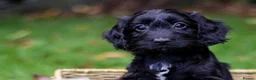 Cockapoo dogs for sale: F1 Cockapoos available 🐶 in Neath - Advert 6