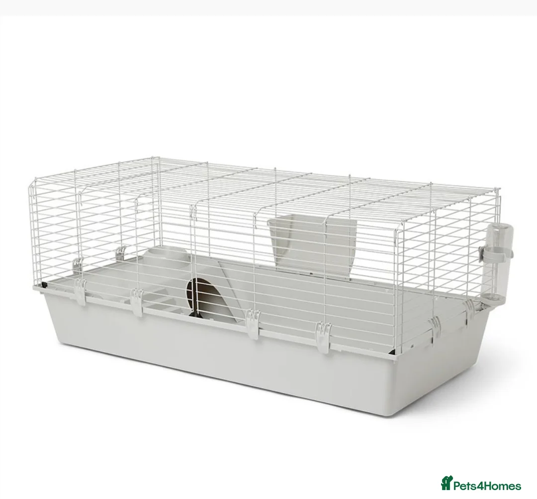 Mini Lop rabbits for sale: 3 male rabbits and indoor cage  - Advert 7