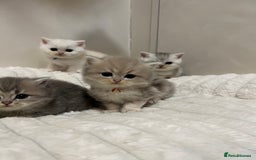 British Shorthair cats for sale: Affectionate lap cats health tested parents  - Image 36