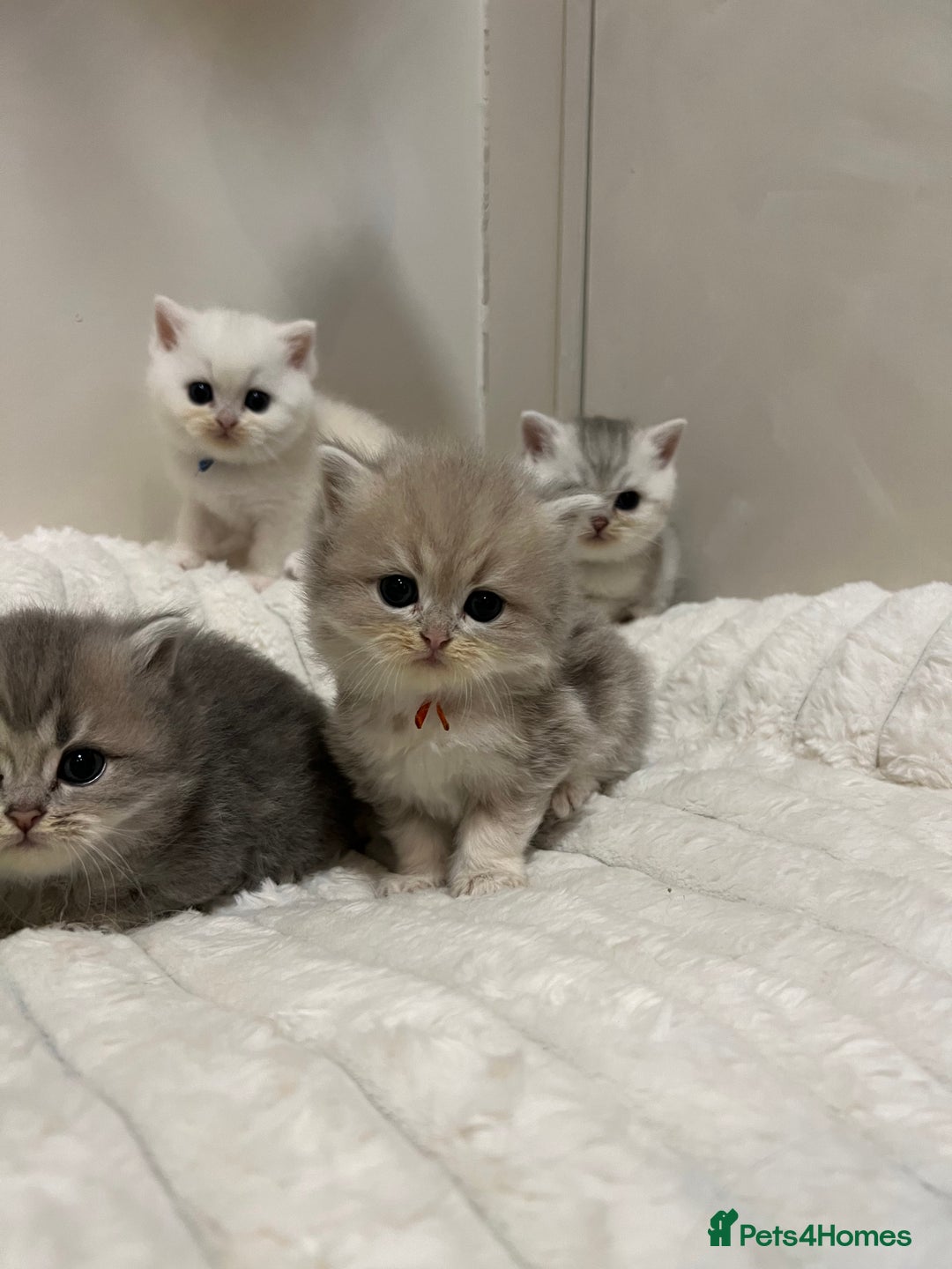 British Shorthair cats for sale: Affectionate lap cats health tested parents  - Image 36