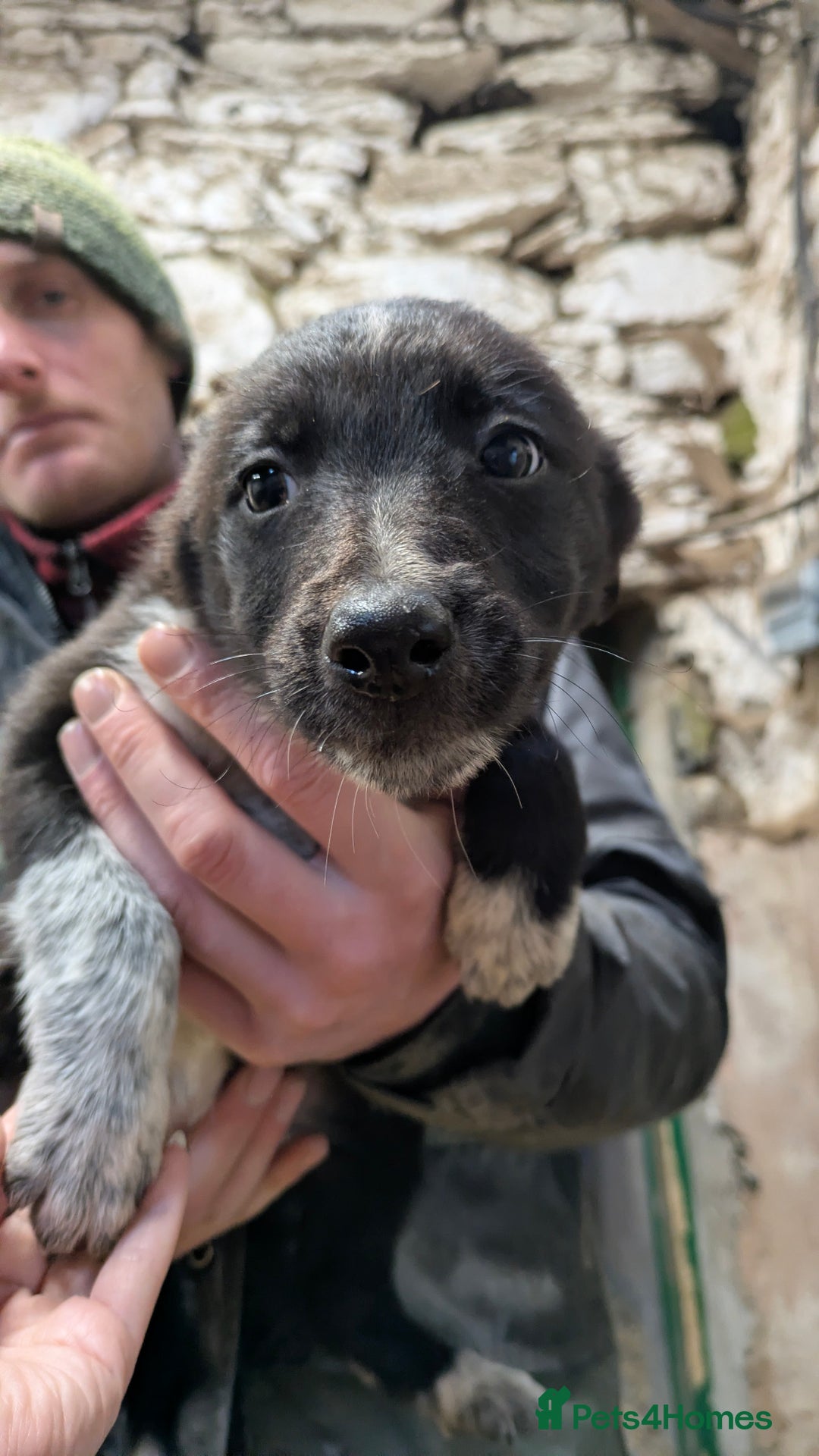 Border Collie dogs for sale: Three border collie pups for sale. - Advert 9