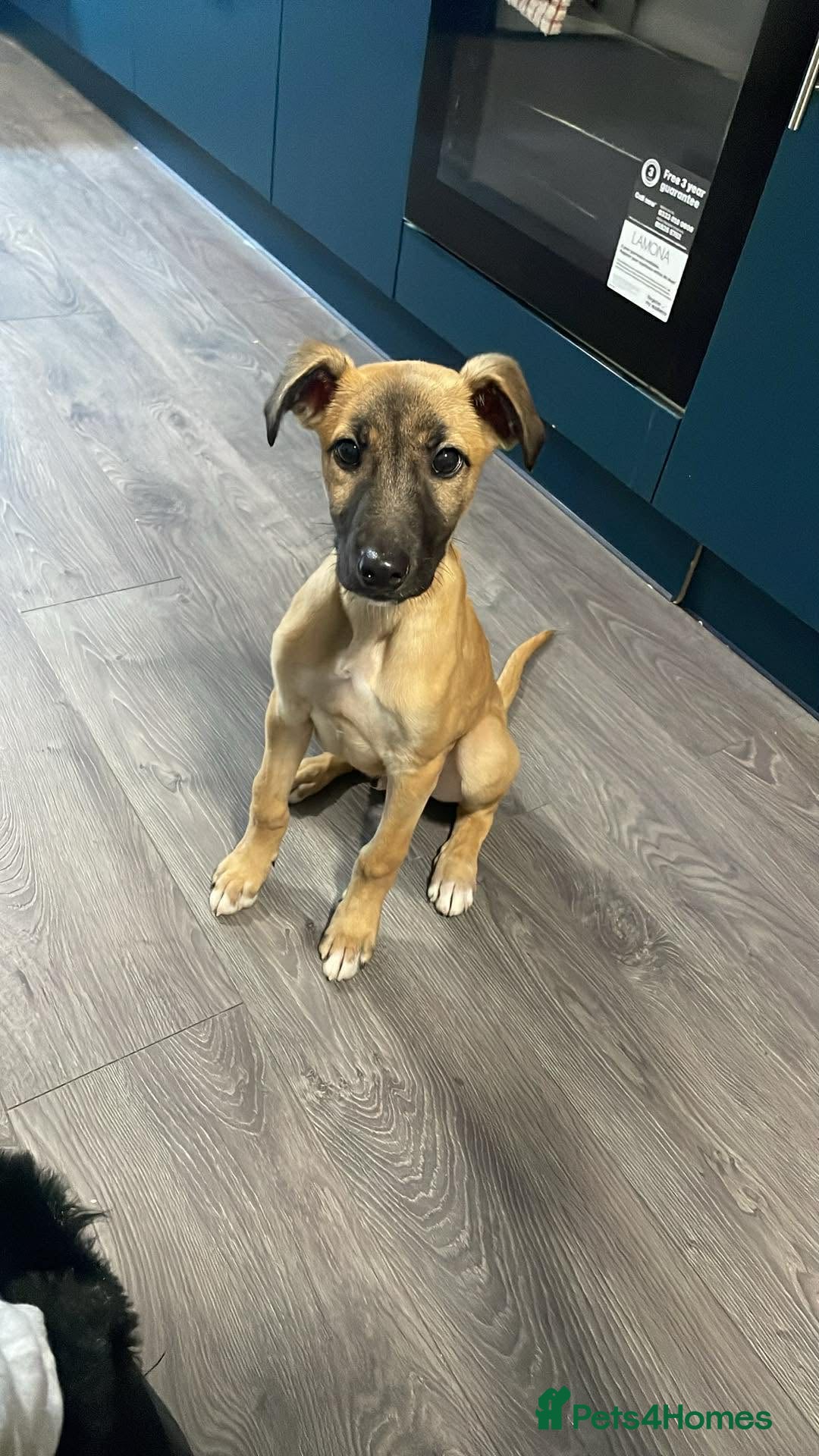 Mixed Breed dogs for sale: Greyhound mix  - Advert 2