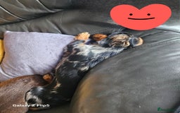 Dachshund dogs for sale: TWO DAUSHUNDS - Image 2