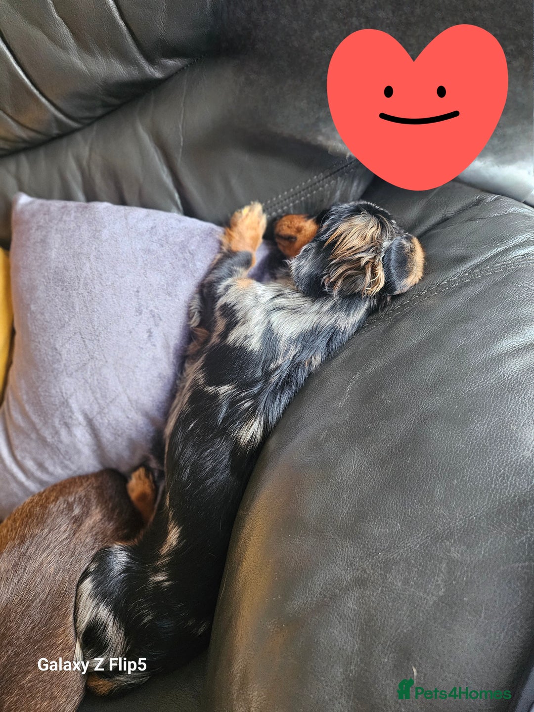 Dachshund dogs for sale: TWO DAUSHUNDS - Image 2