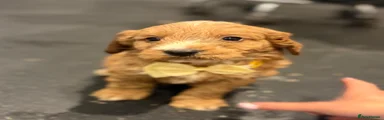 Cockapoo 3