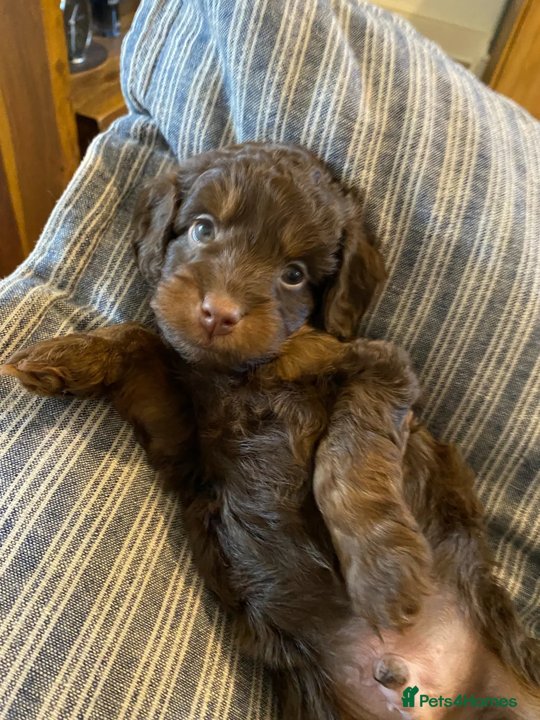 Cockapoo dogs for sale: Cockapoo puppies for sale. - Advert 1