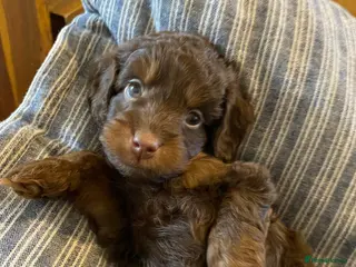 Cockapoo dogs Cockapoo puppies for sale. - Advert 9