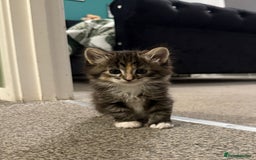 British Longhair cats for sale: Kittens for sale - Image 1