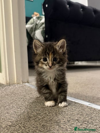 British Longhair cats - Advert 1