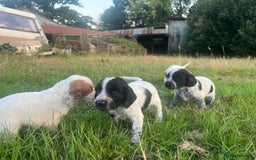 Sprocker dogs for sale: Sprocker puppies for sale   - Image 2