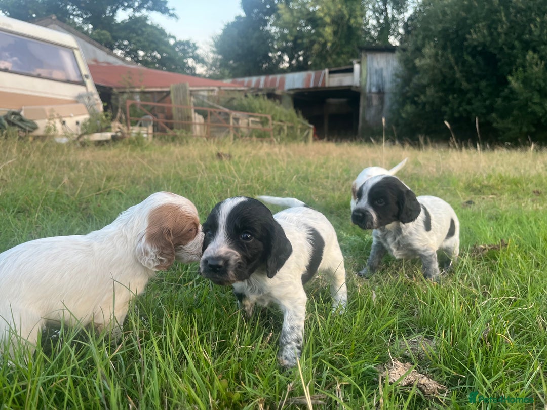 Sprocker dogs for sale: Sprocker puppies for sale   - Image 2