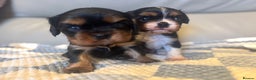 Cavalier King Charles Spaniel dogs for sale: Two beautiful kc boys  - Advert 18