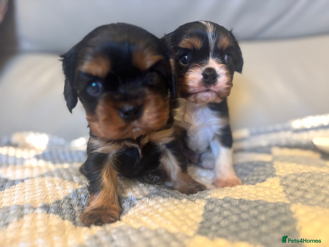 Cavalier King Charles Spaniel dogs for sale: Two beautiful kc boys  - Advert 18