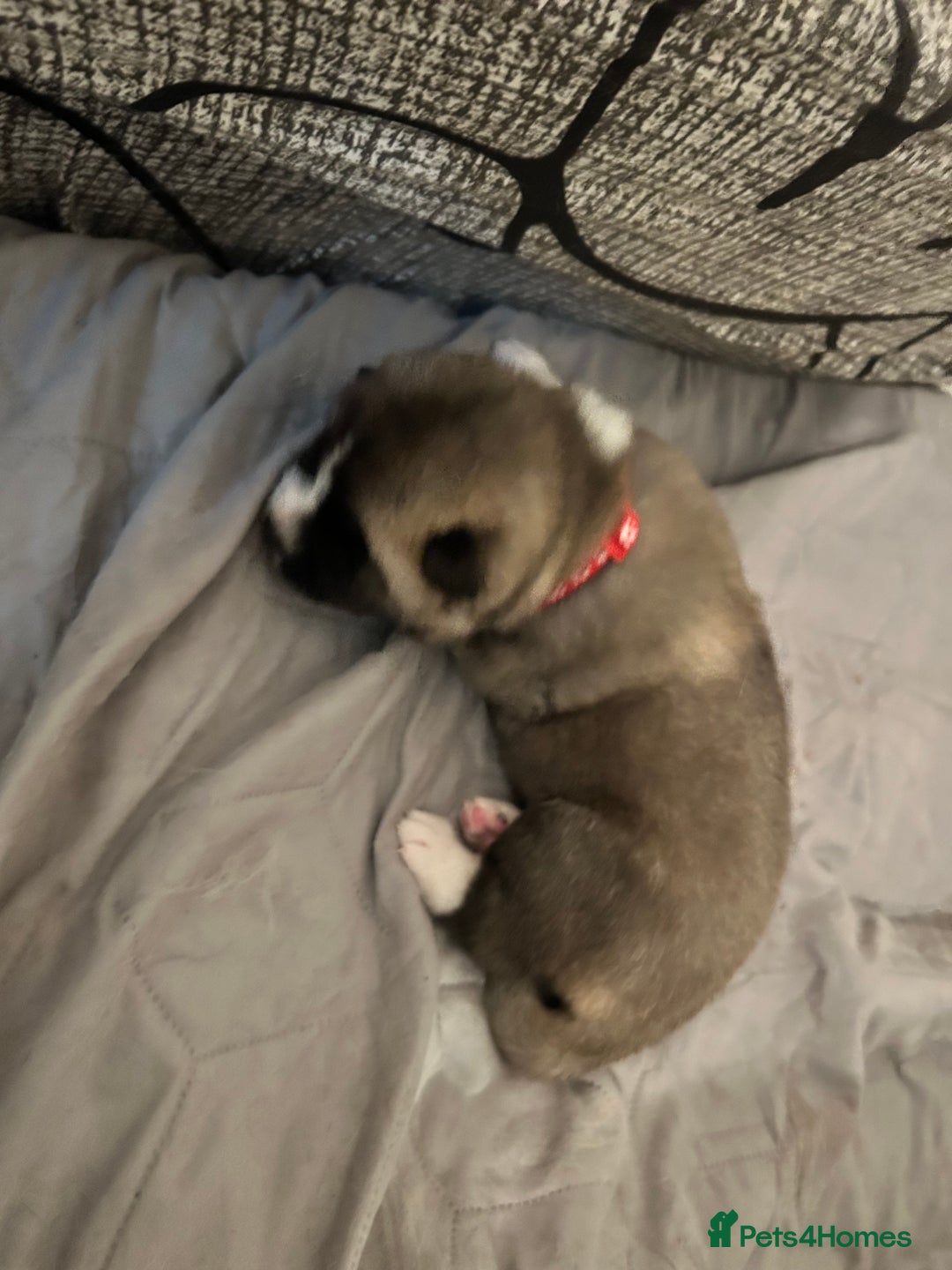 Akita dogs for sale: Akita Puppies for Sale - Advert 20