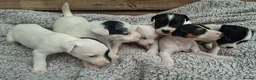 Jack Russell dogs for sale: Outstanding Jack Russel puppies - Advert 5