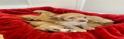 Cocker Spaniel dogs for sale: KC Reg Cocker Spaniel Puppies DNA Tested  in Aberdeen - Advert 19