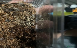 Beetles invertebrates for sale: Dead head cockroach  - Image 3