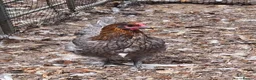 Chickens poultry for sale: Various Breeds of Pullets at Point of Lay - Advert 8